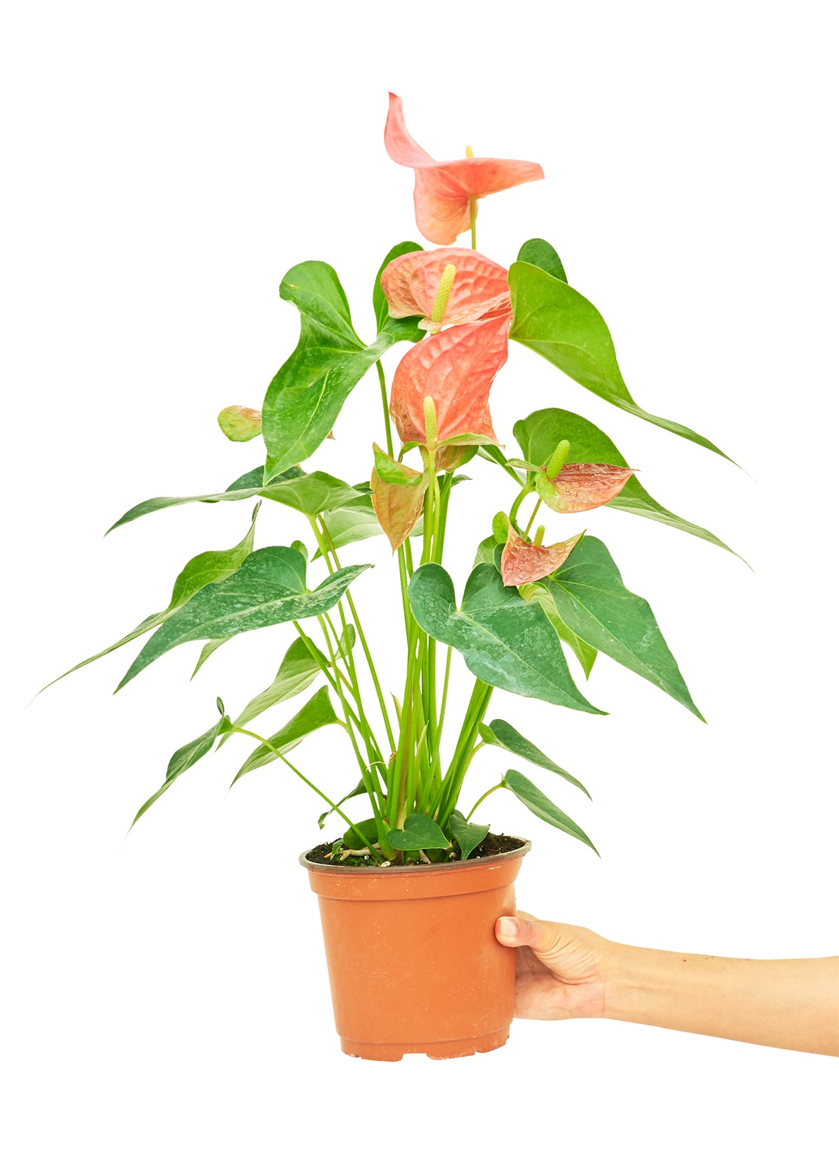 Anthurium Pink Flamingo Medium