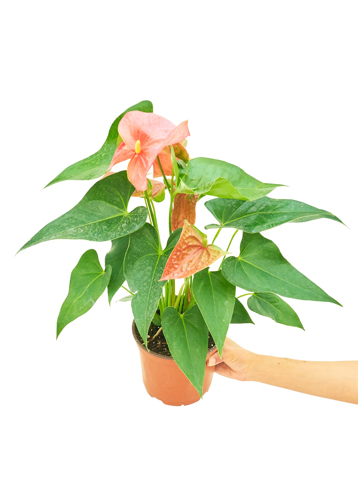 Anthurium Pink Flamingo Medium