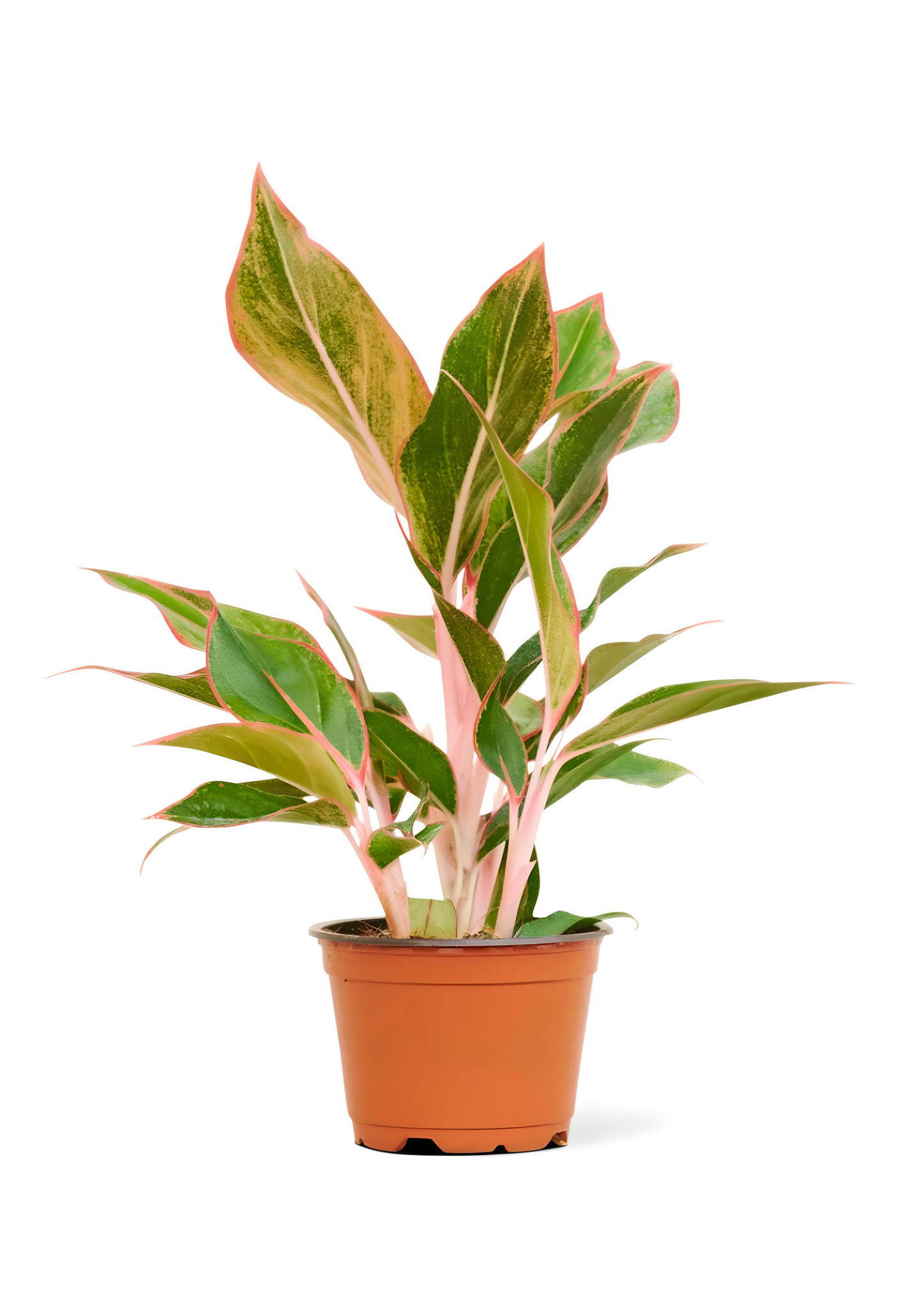 Red Chinese Evergreen Small