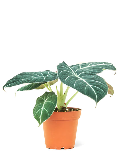 Alocasia Black Velvet Small