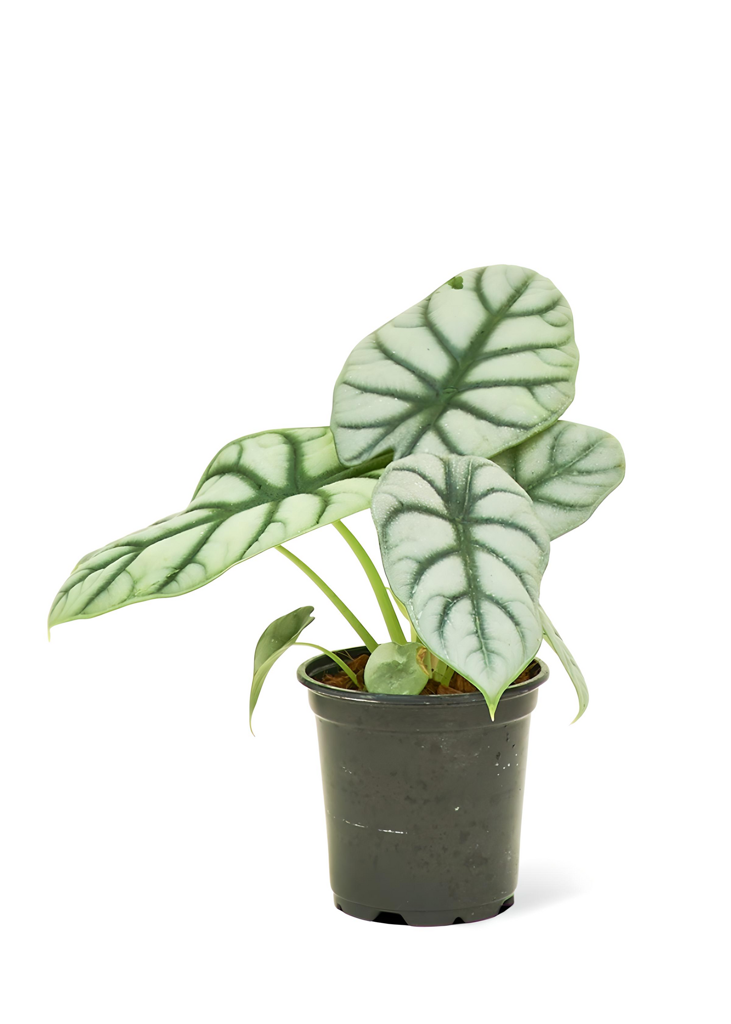 Alocasia Silver Dragon Small