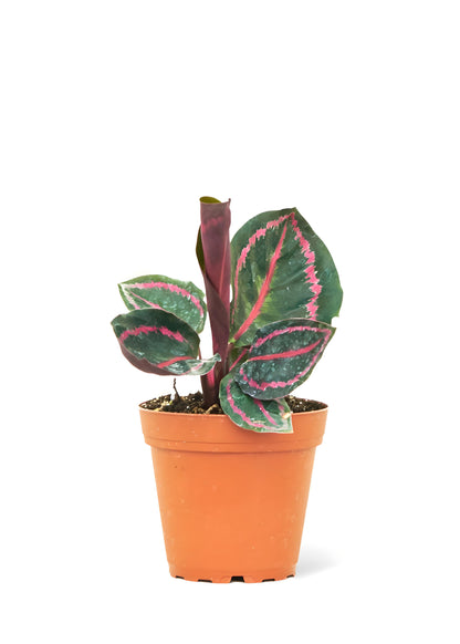 Calathea Dottie Small