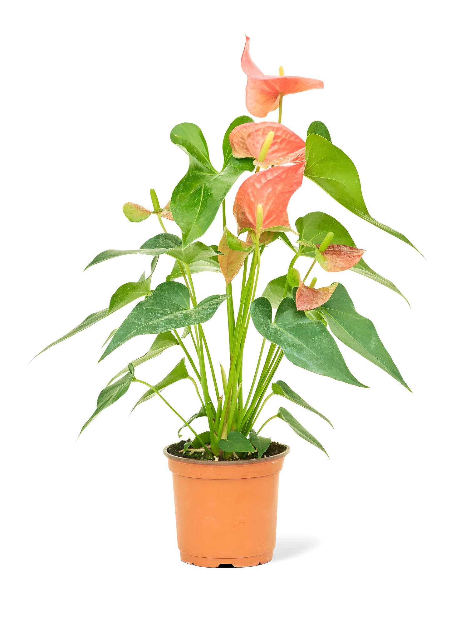 Anthurium Pink Flamingo Medium