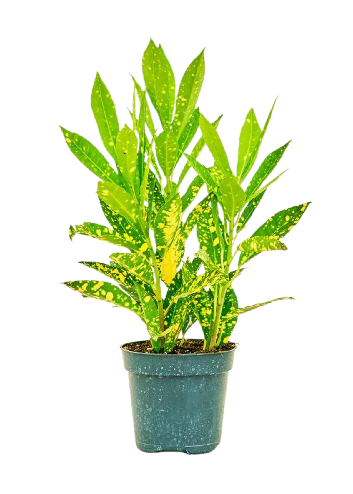 Croton Gold Dust Small