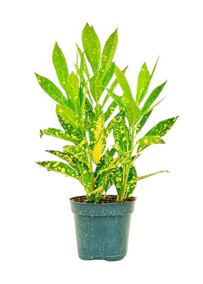 Croton Gold Dust Small