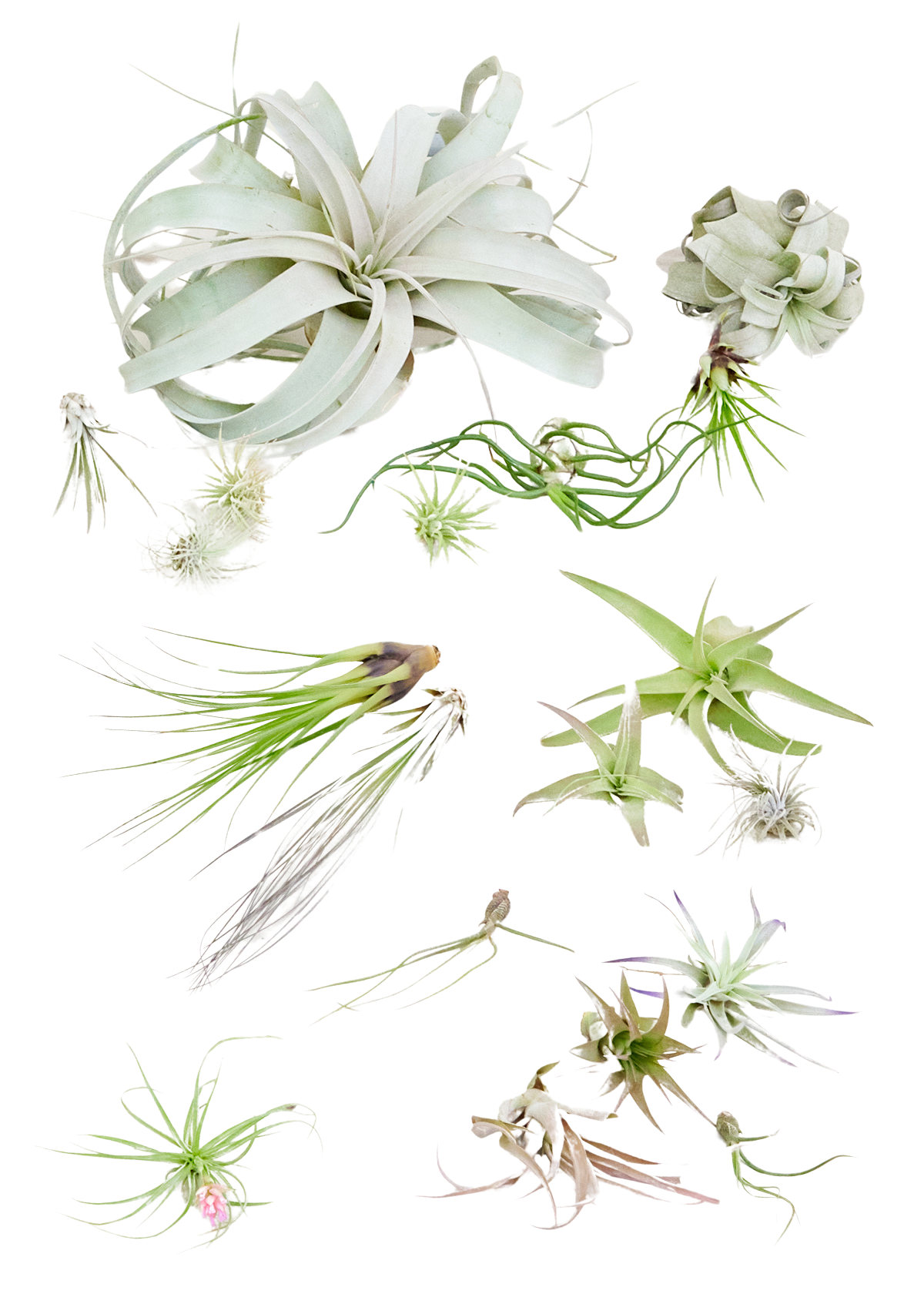 Mystery Air Plant Box 20-Pack