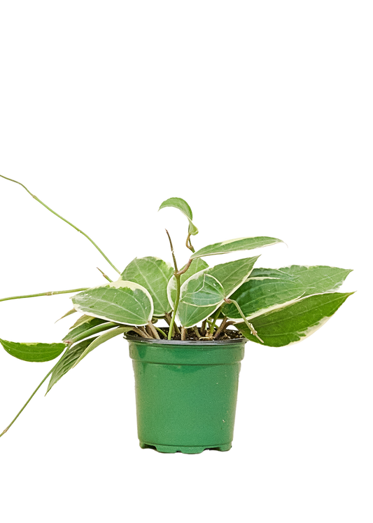 Hoya Macrophylla Small