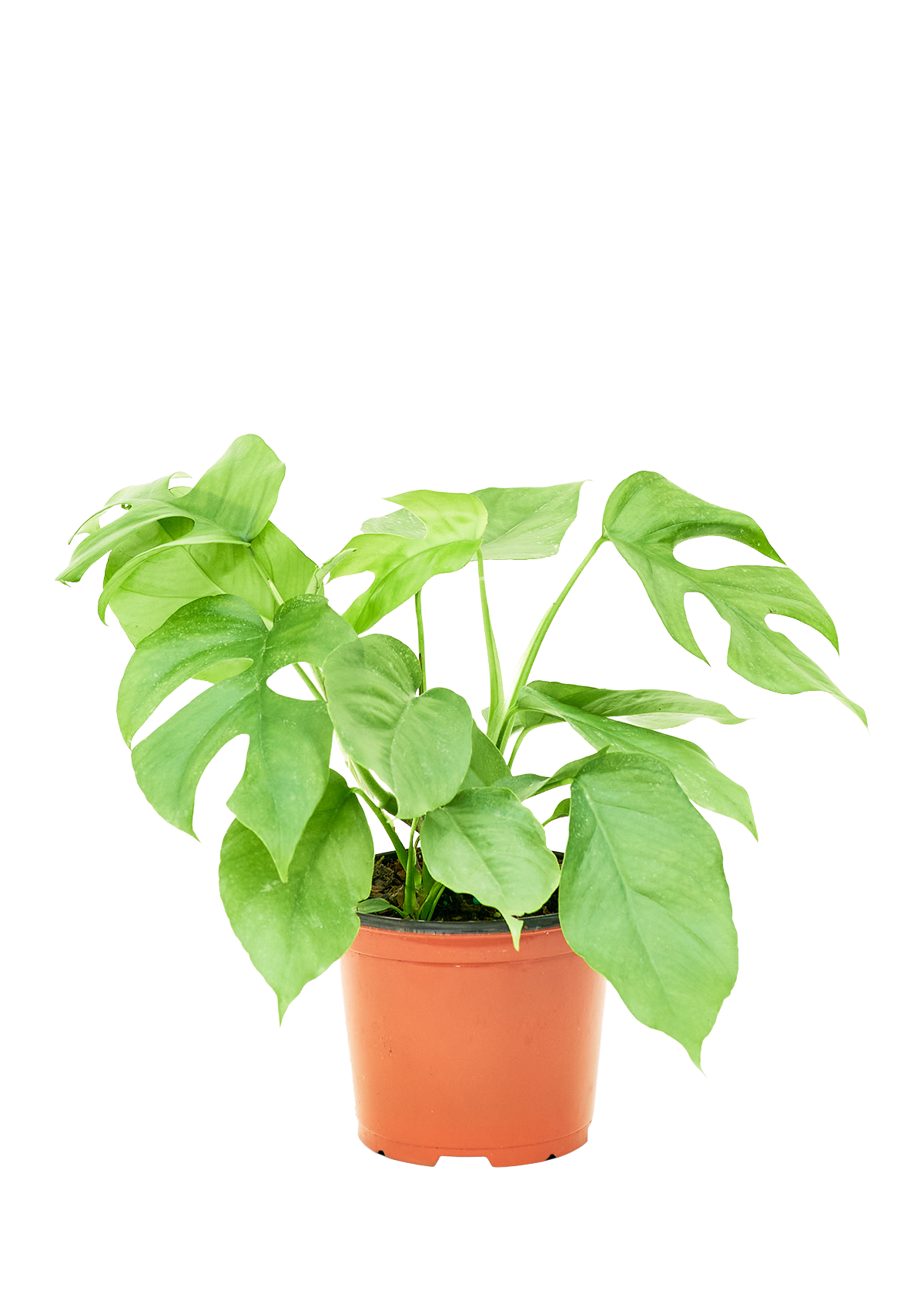 Mini Monstera Medium