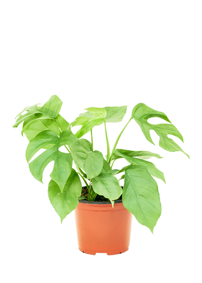 Mini Monstera Medium