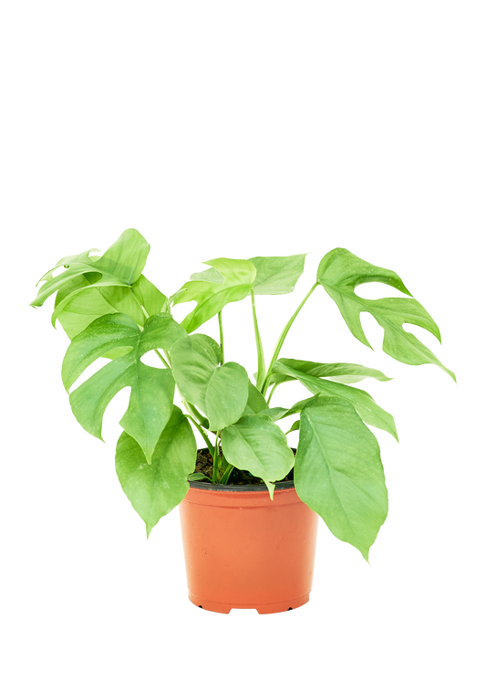 Mini Monstera Medium