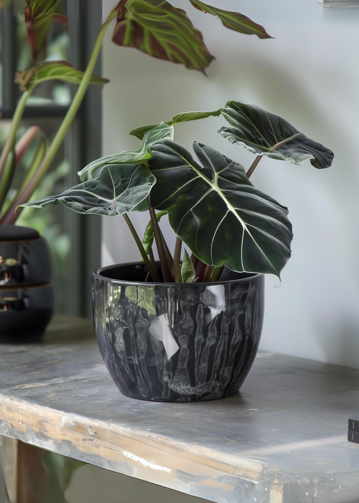 Alocasia Black Velvet Small