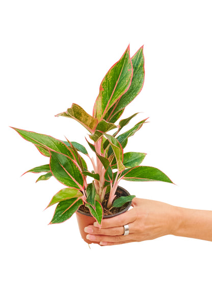 Red Chinese Evergreen Small