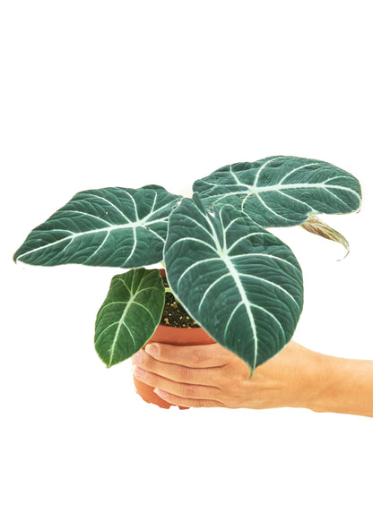 Alocasia Black Velvet Small