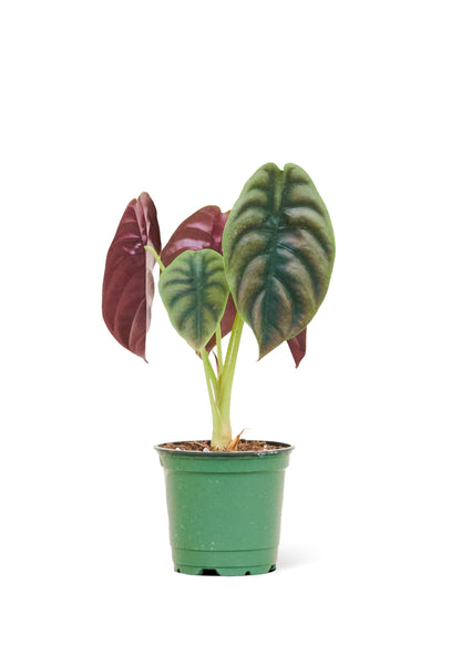 Alocasia Red Secret Small