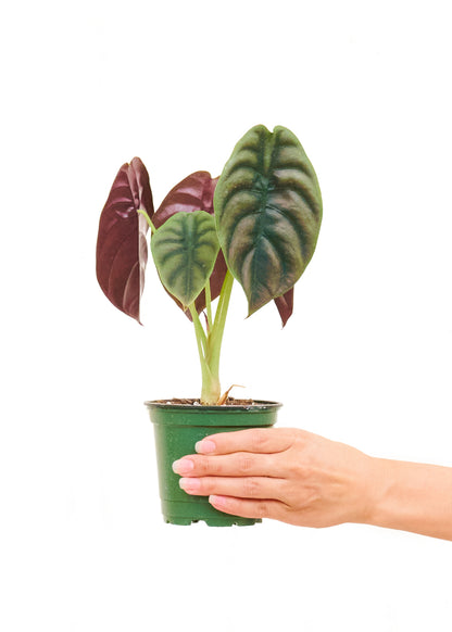 Alocasia Red Secret Small