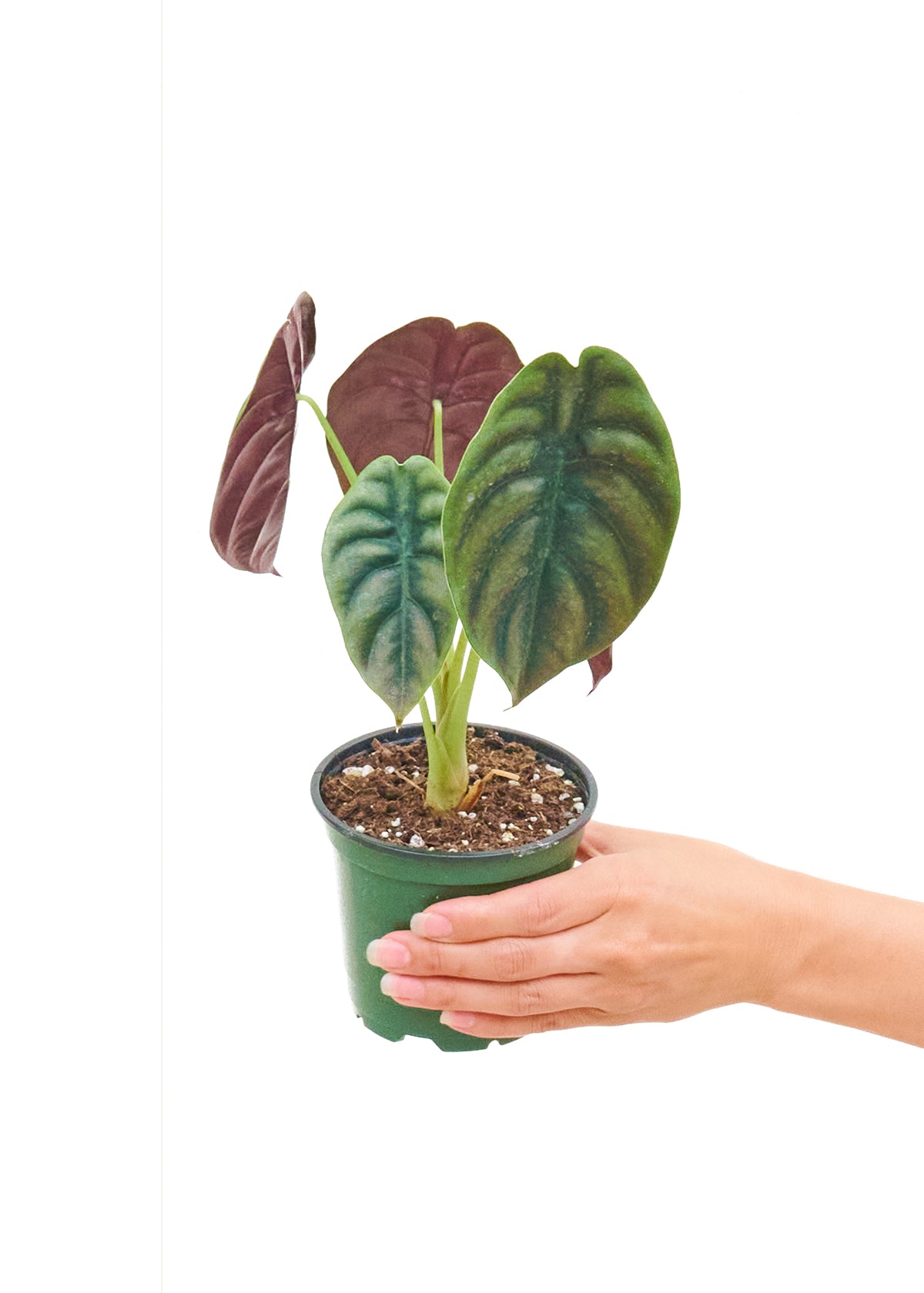 Alocasia Red Secret Small