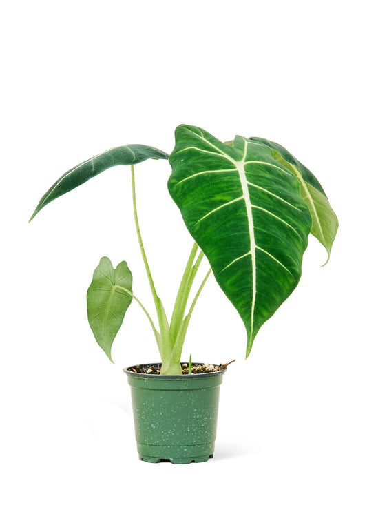 Alocasia Frydek Small