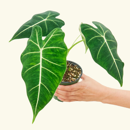 Alocasia Frydek Small