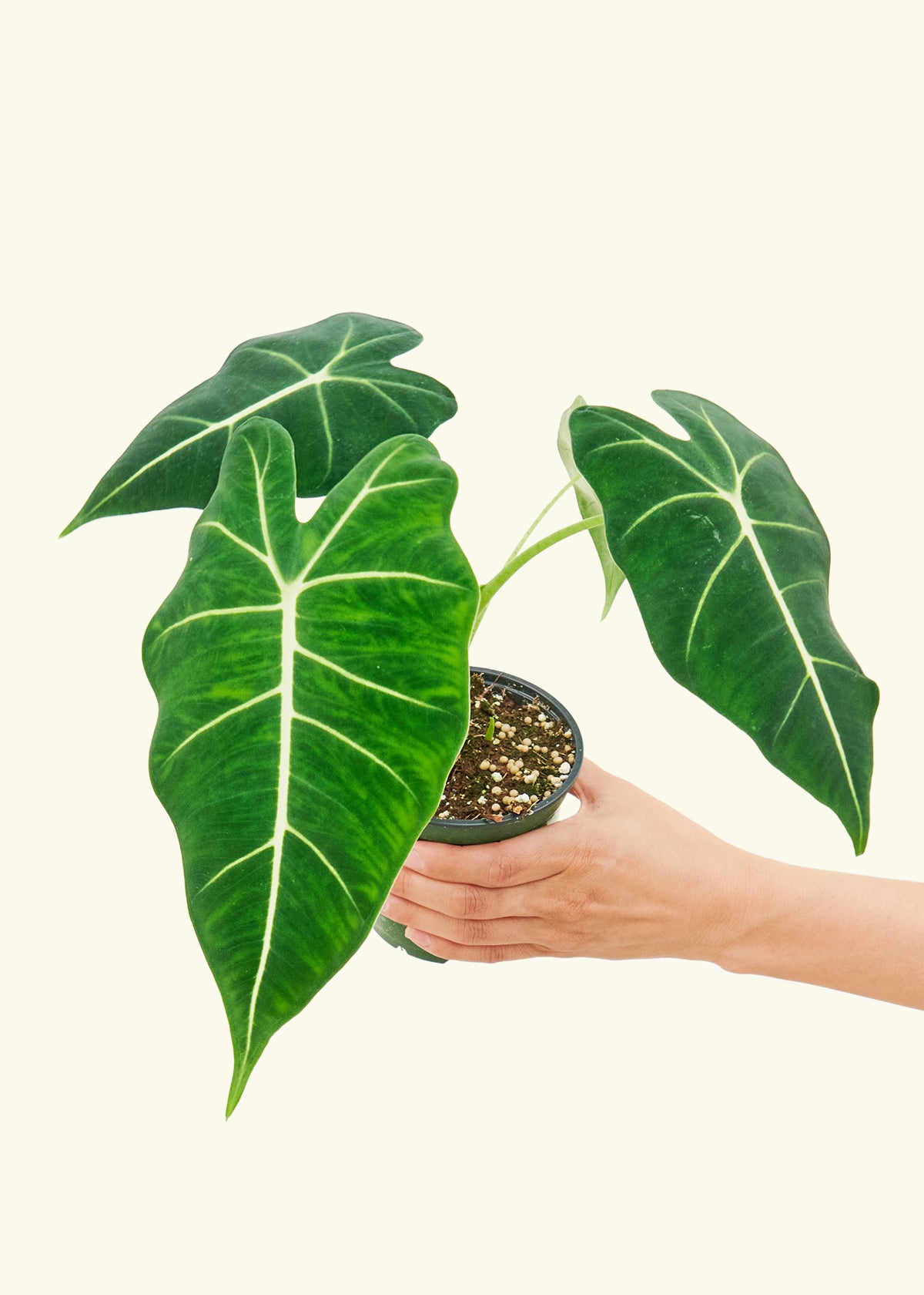 Alocasia Frydek Small