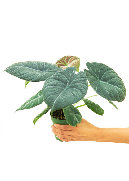 Alocasia Grey Dragon Small