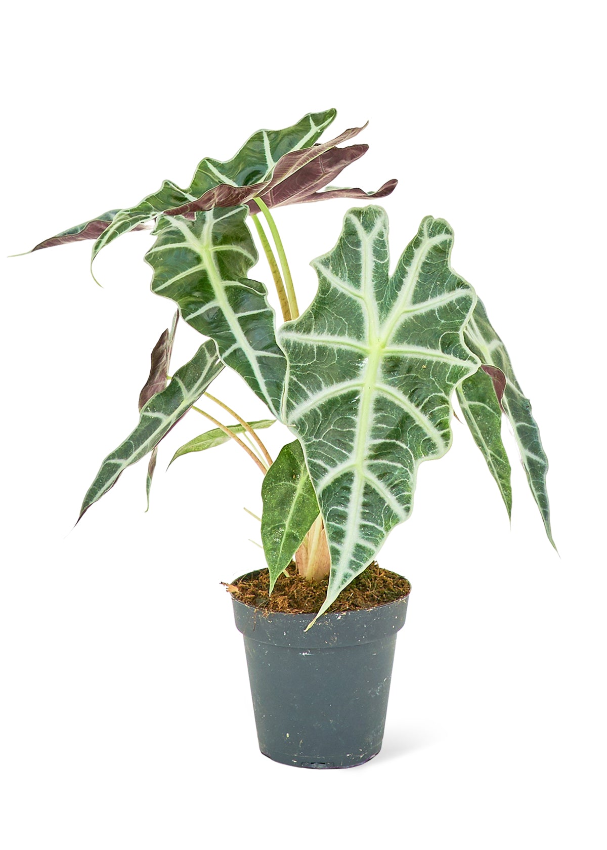 Alocasia Polly Small