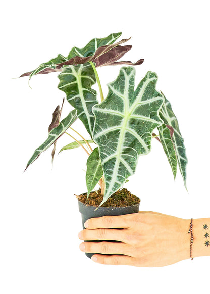 Alocasia Polly Small