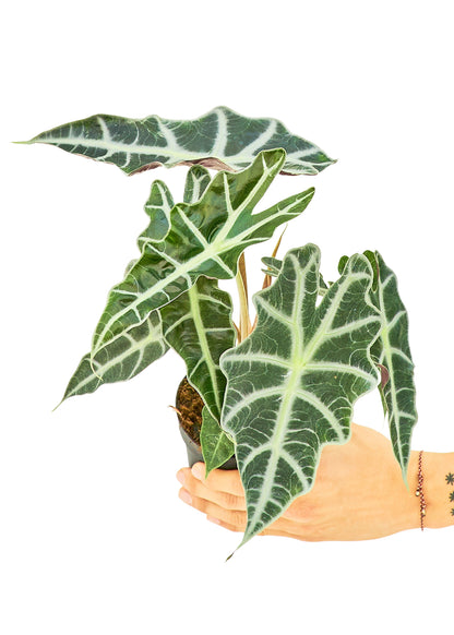 Alocasia Polly Small