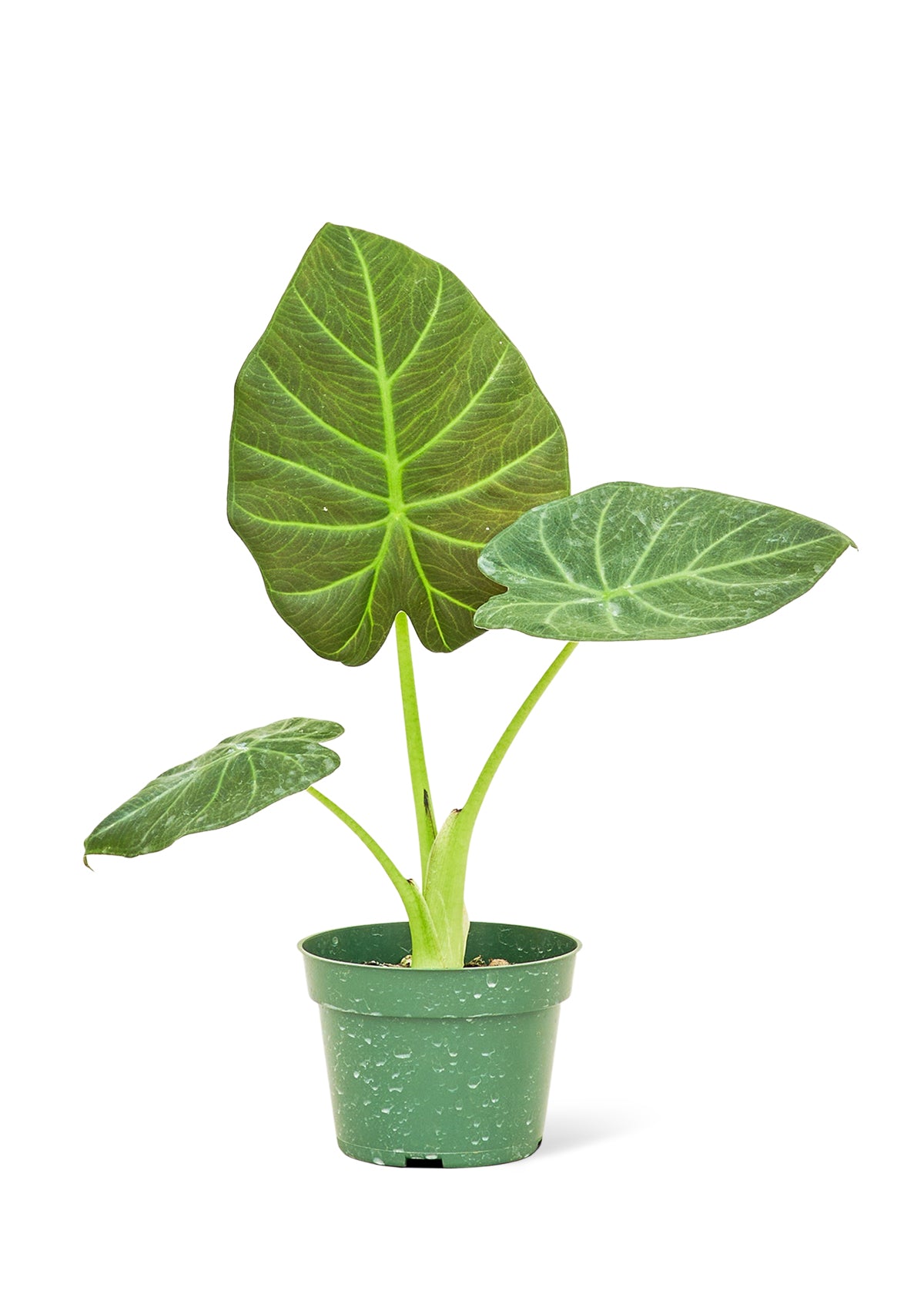 Alocasia Regal Shields Small