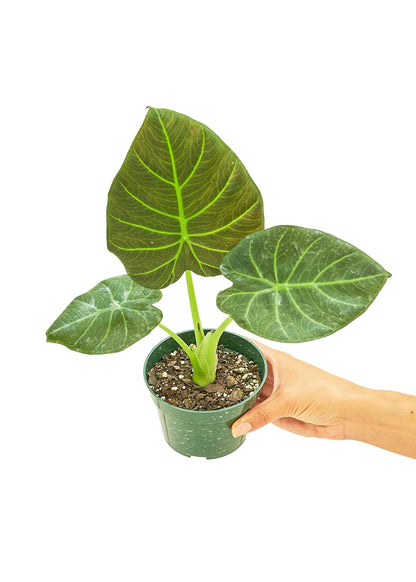 Alocasia Regal Shields Small