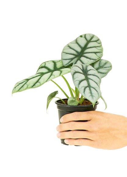 Alocasia Silver Dragon Small