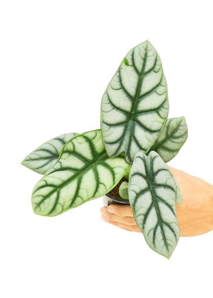 Alocasia Silver Dragon Small