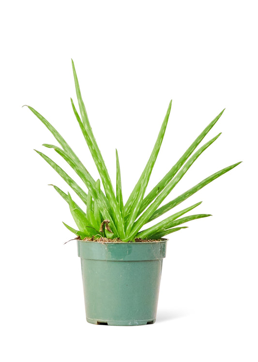 Aloe Vera Small