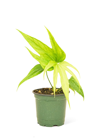 Anthurium Fingers  Small