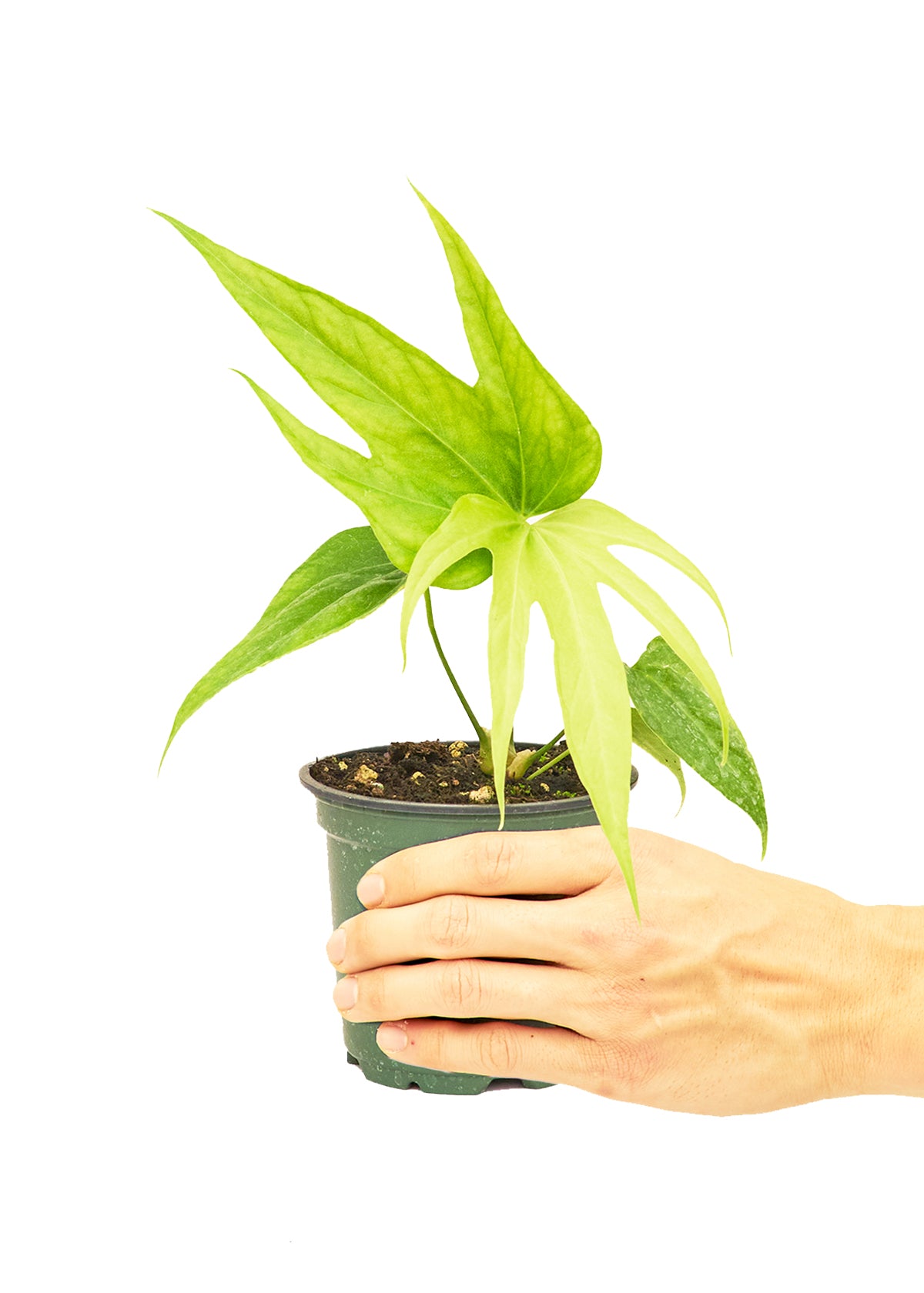 Anthurium Fingers  Small