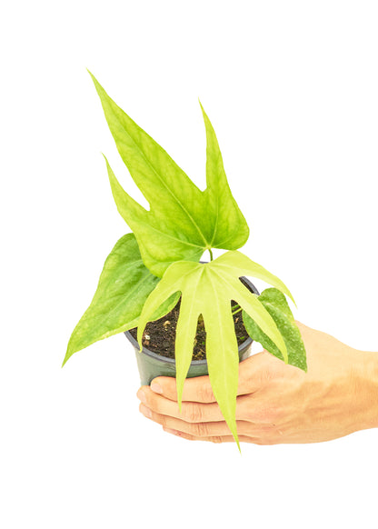 Anthurium Fingers  Small