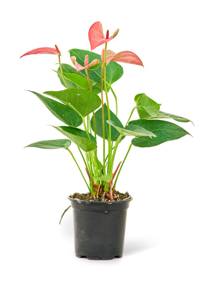 Anthurium Pink Flamingo Small