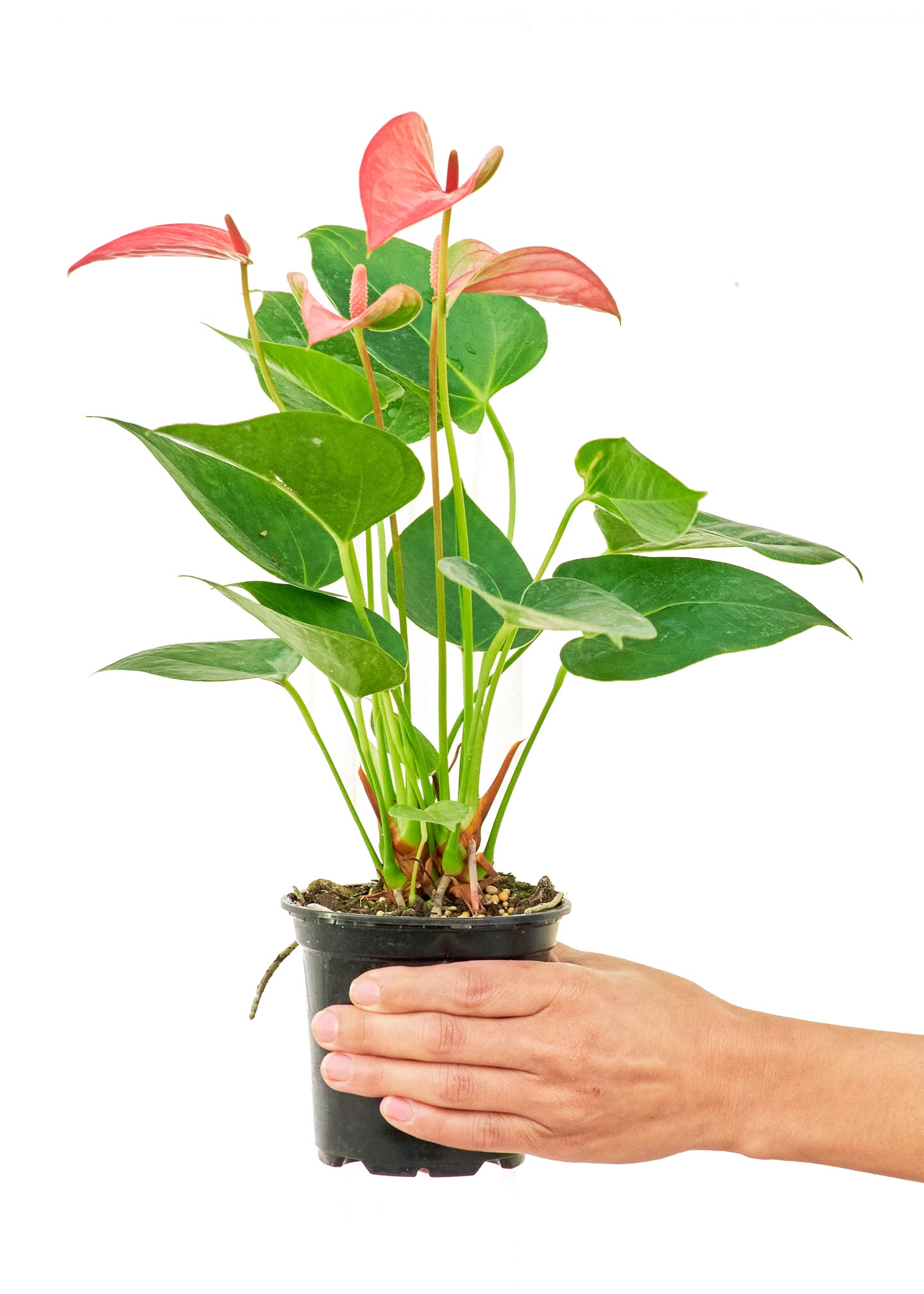 Anthurium Pink Flamingo Small