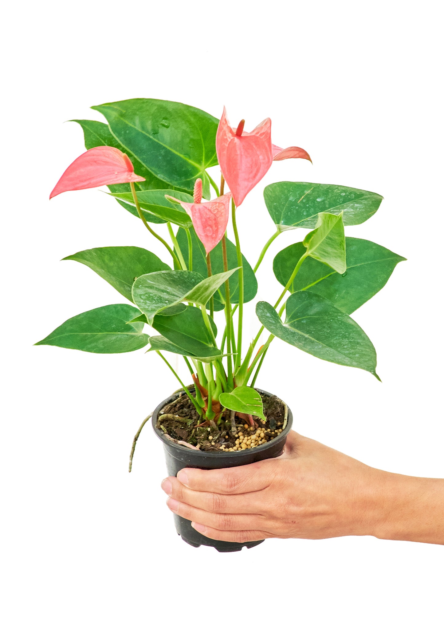 Anthurium Pink Flamingo Small