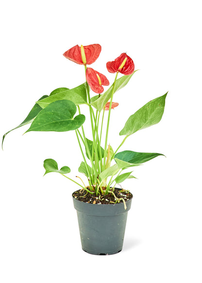 Anthurium Red Flamingo Small