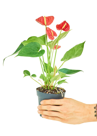 Anthurium Red Flamingo Small