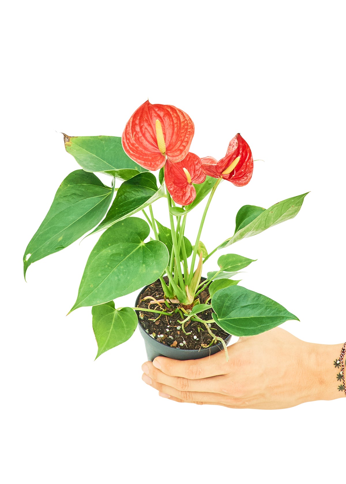 Anthurium Red Flamingo Small