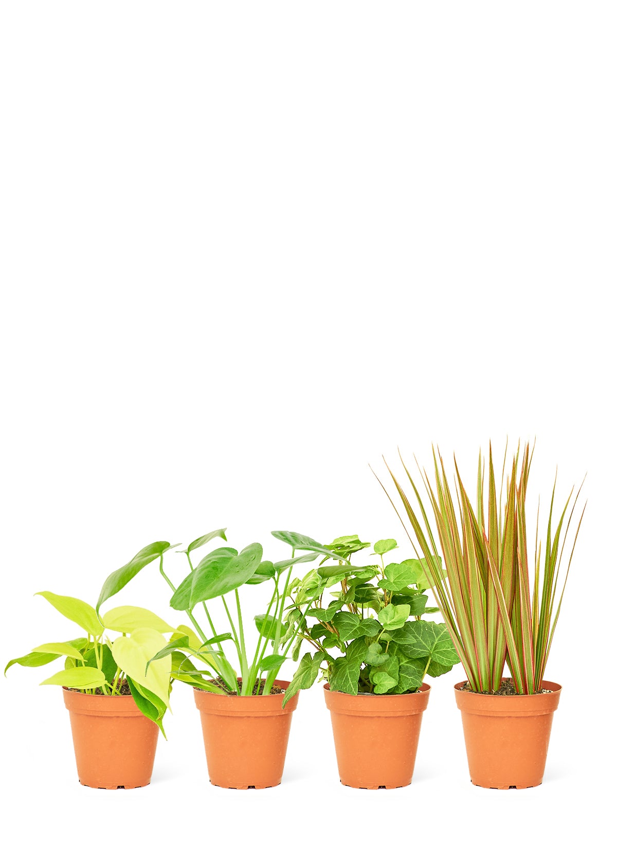 Mystery Plant Box Small 4-Pack