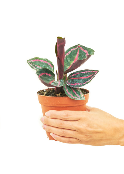 Calathea Dottie Small