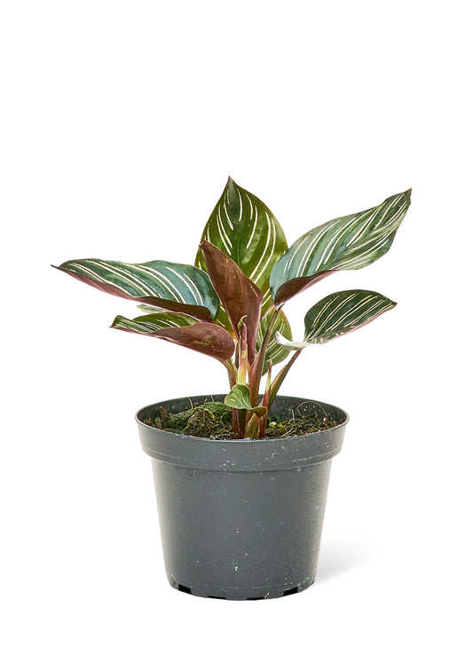 Calathea Pinstripe Small