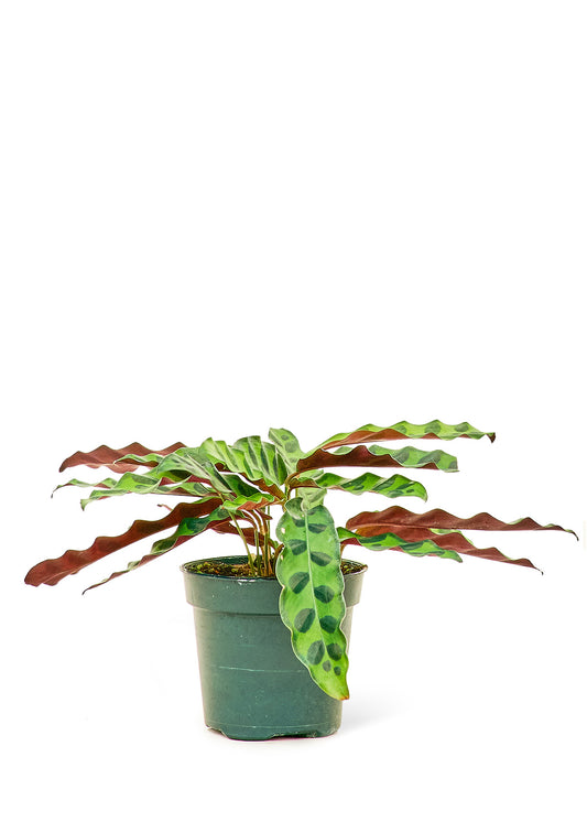 Calathea Rattlesnake Small