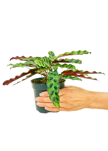 Calathea Rattlesnake Small