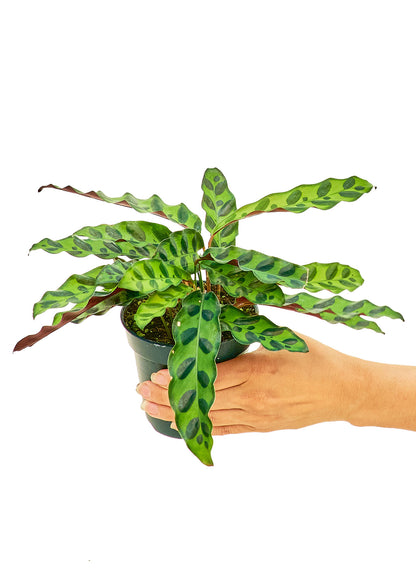 Calathea Rattlesnake Small