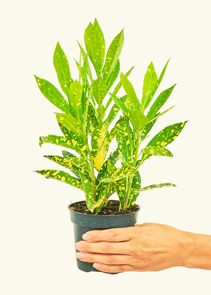 Croton Gold Dust Small