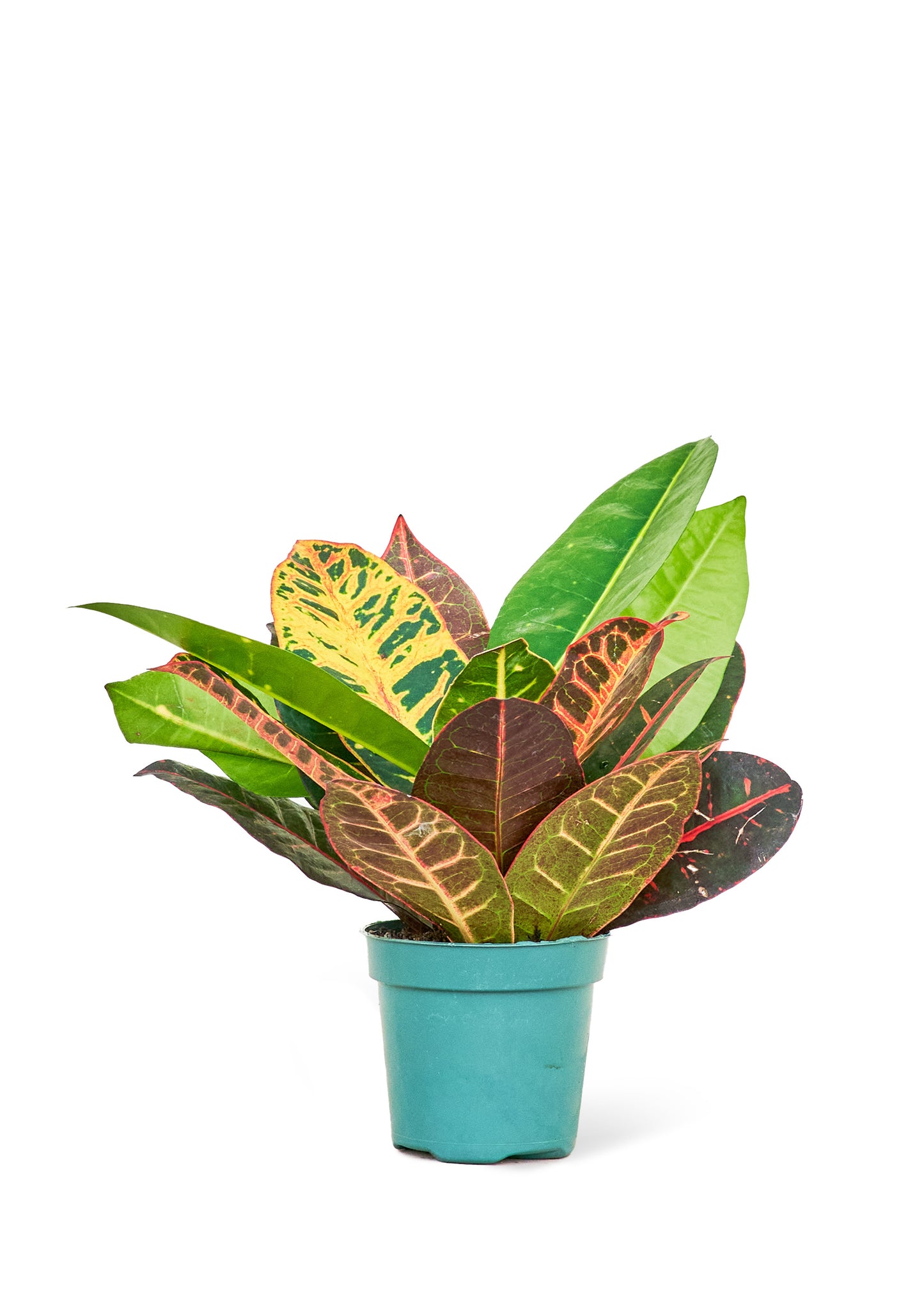 Croton Petra Small