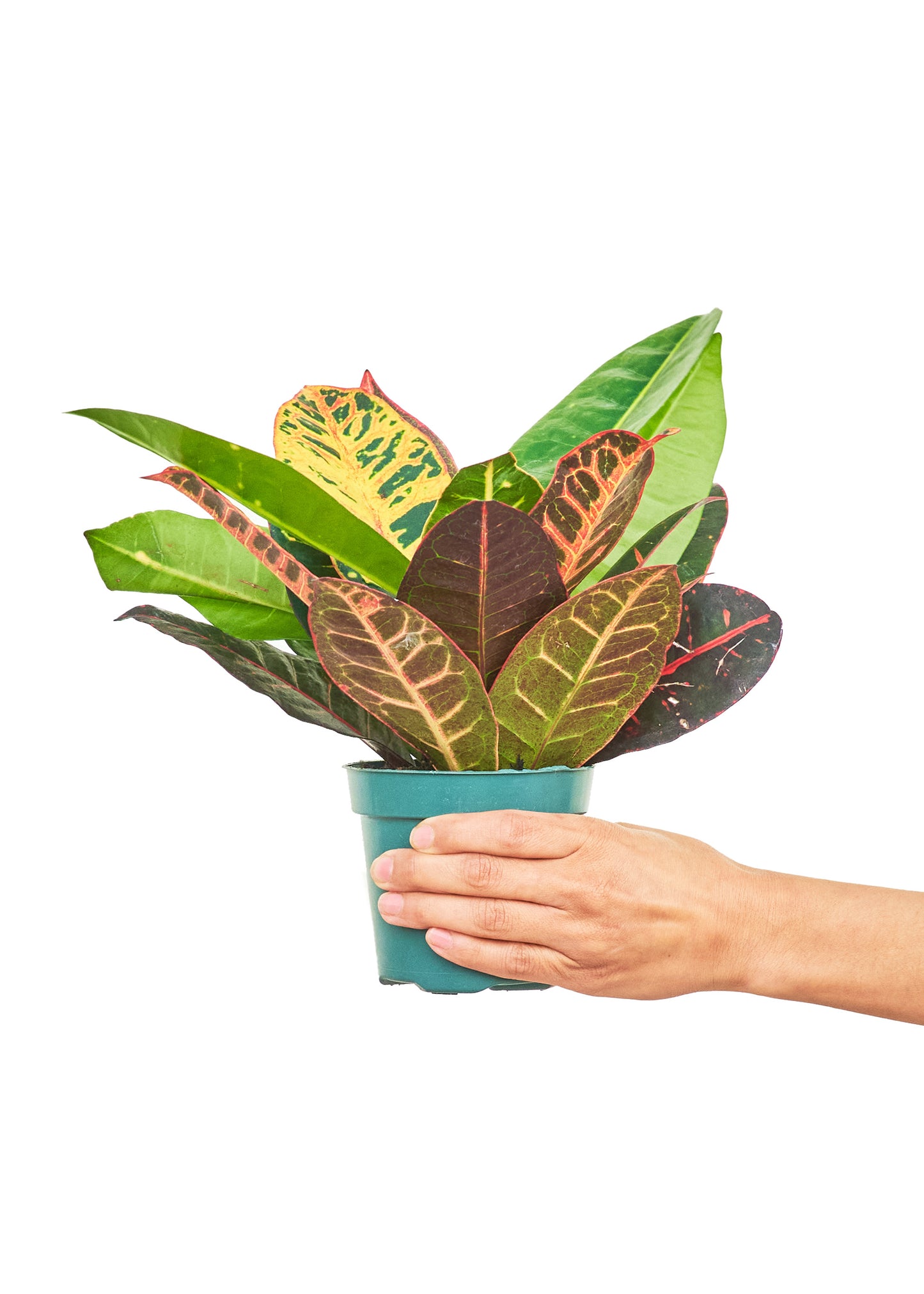 Croton Petra Small